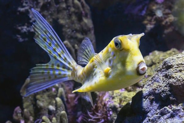 Aquariums for beginners: Where to start