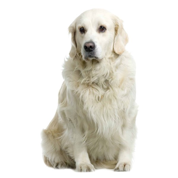 How to groom your dog at home